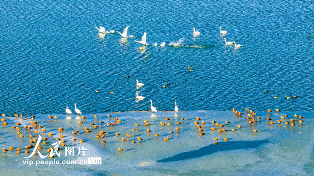 甘肃张掖:冰雪消融候鸟欢【4】