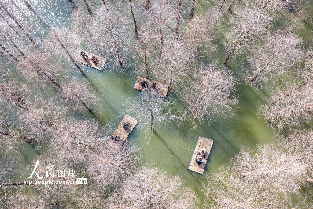 江苏沭阳：春游水杉林【2】