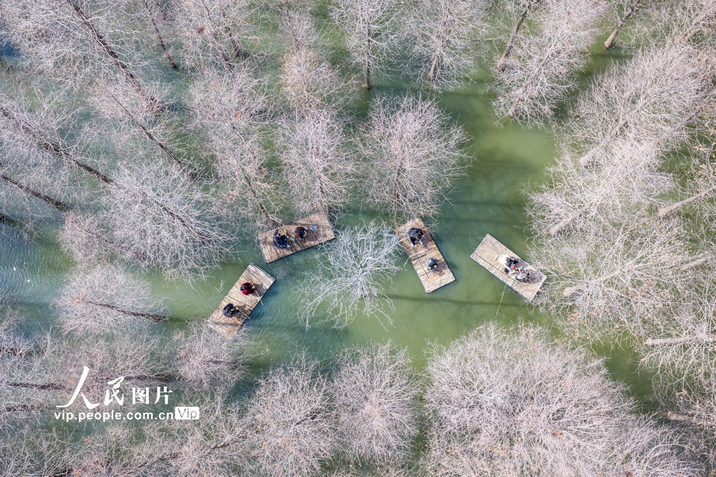 江苏沭阳:春游水杉林【3】