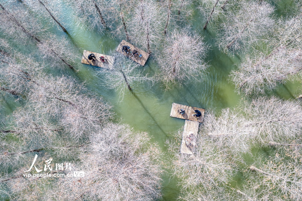 江苏沭阳：春游水杉林【4】