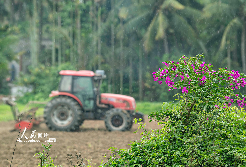 海南琼海:好雨知时节 春雨伴春耕【4】