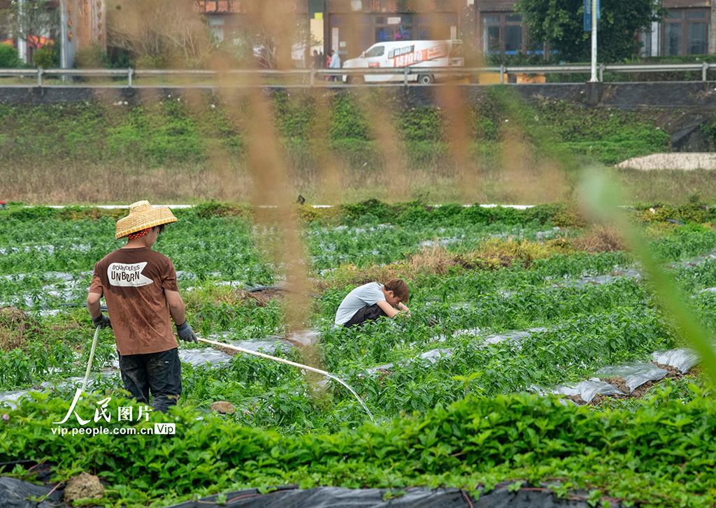 海南琼海:好雨知时节 春雨伴春耕【5】