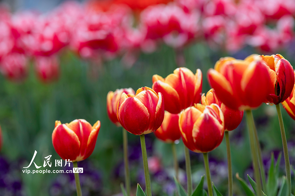浙江金华:郁金香竞相绽放【3】