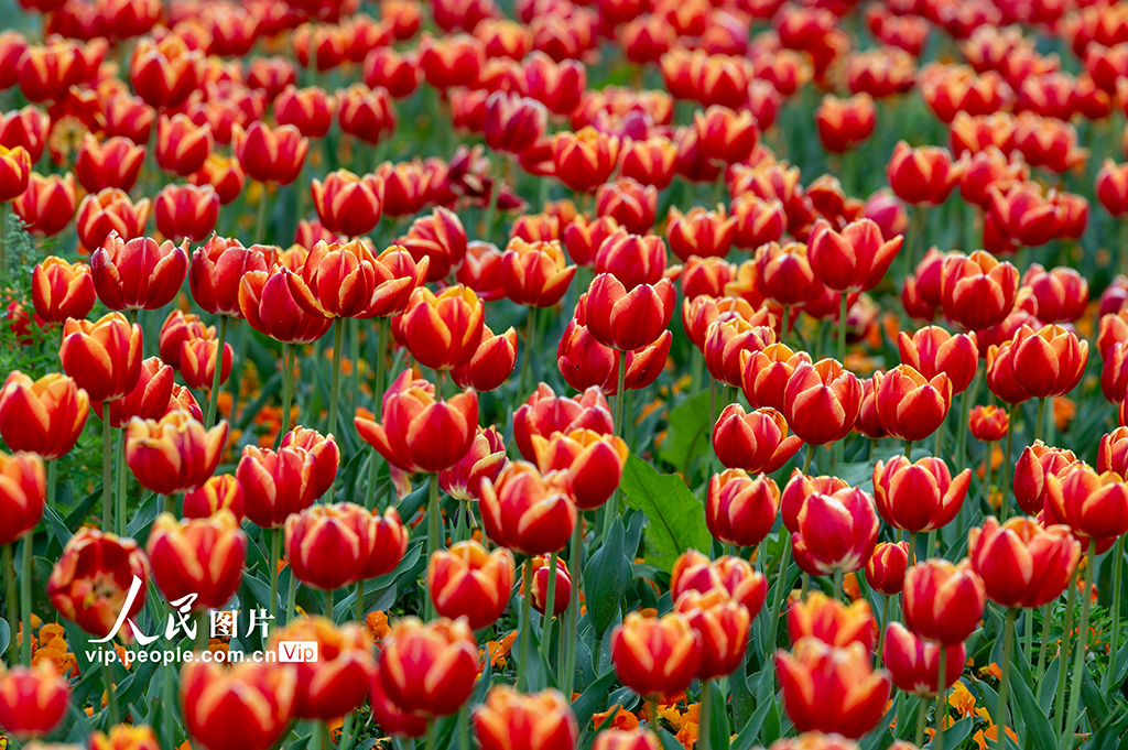 浙江金华:郁金香竞相绽放【5】