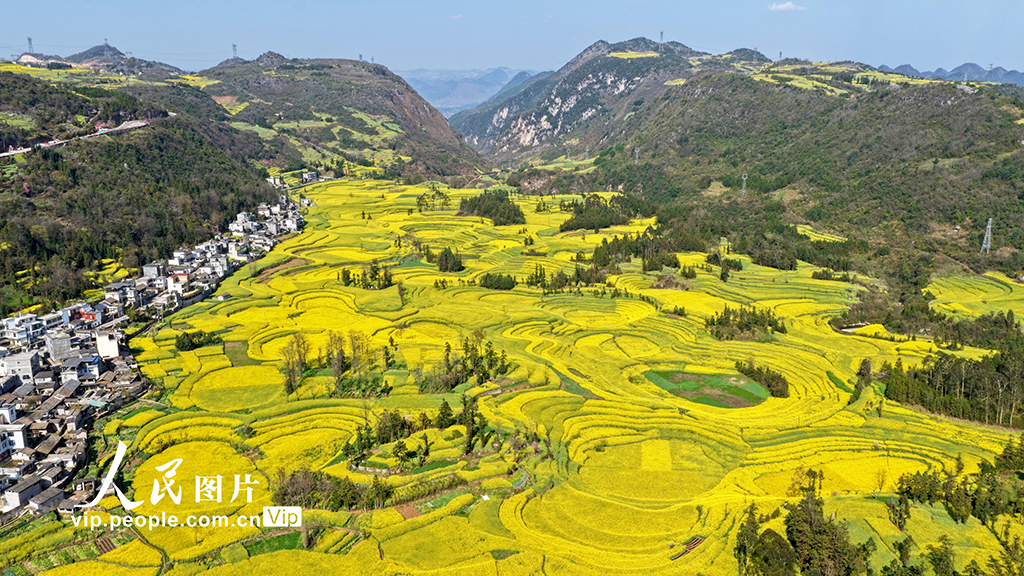 云南罗平：春到螺丝田【2】