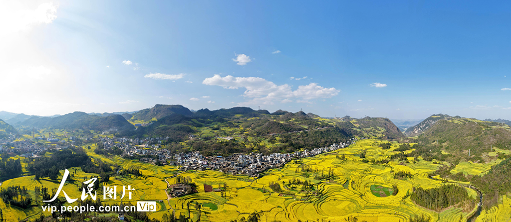 云南罗平：春到螺丝田【3】