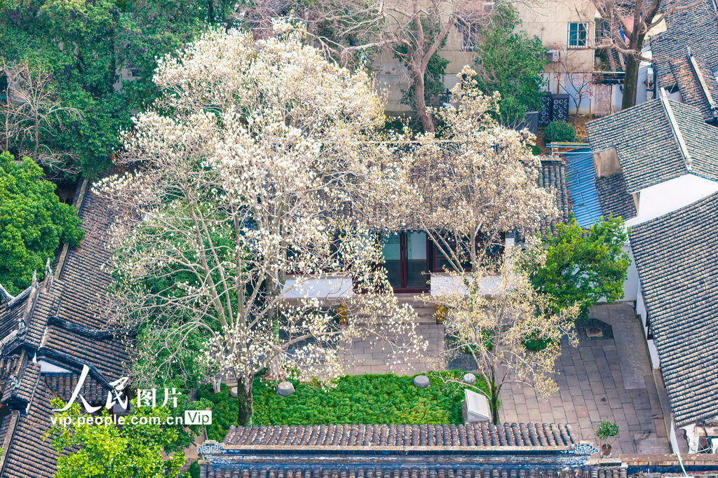 江苏苏州：玉兰花开映双塔【5】