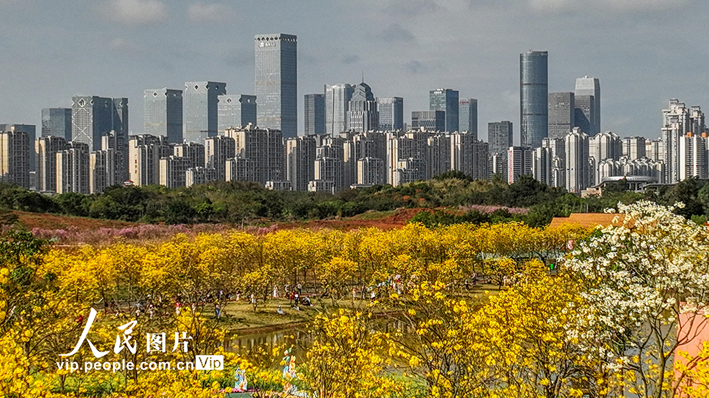 廣西南寧：黃花風鈴木盛開【7】
