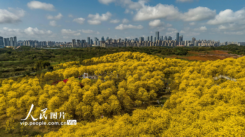 廣西南寧：黃花風鈴木盛開【6】