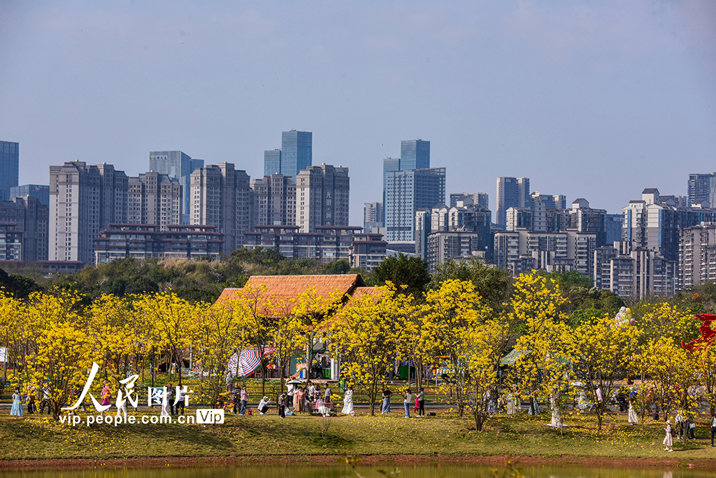 廣西南寧：黃花風鈴木盛開【5】