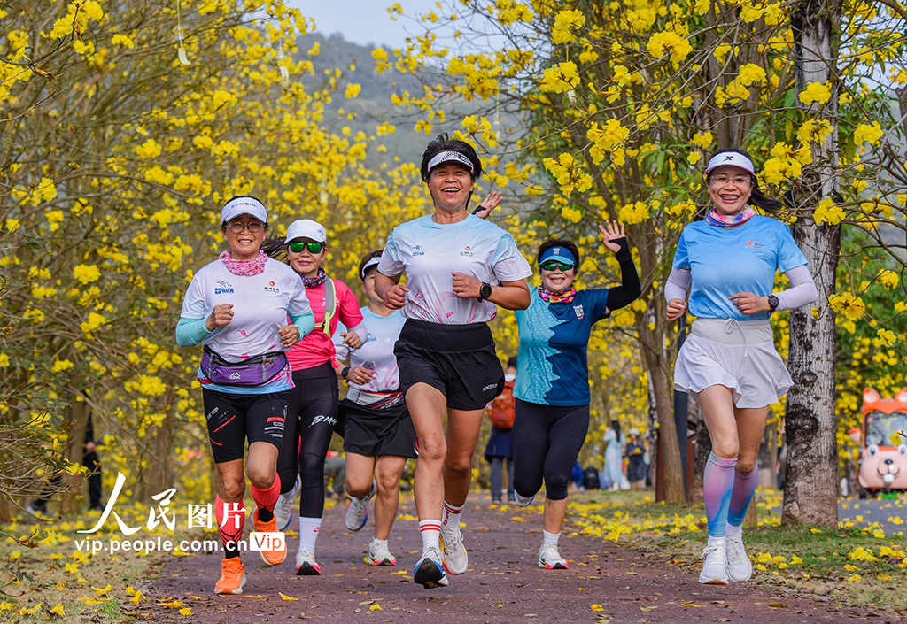 廣西南寧：黃花風鈴木盛開【4】