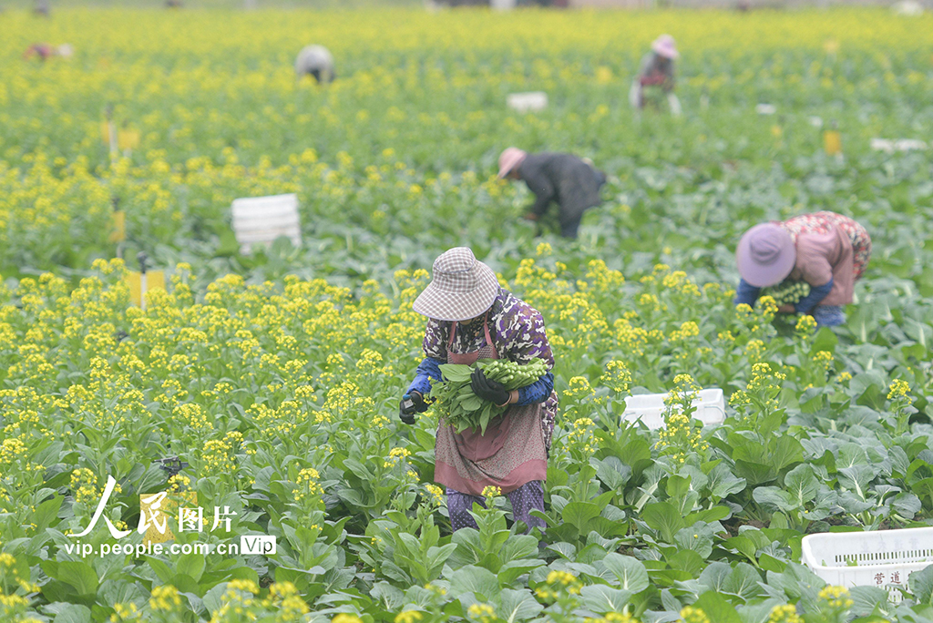 湖南道縣：採收蔬菜【2】