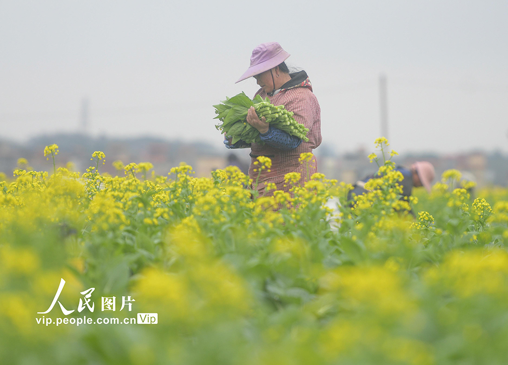 湖南道县:采收蔬菜【5】