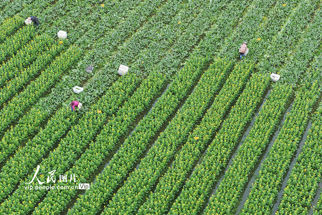 湖南道縣：採收蔬菜【3】