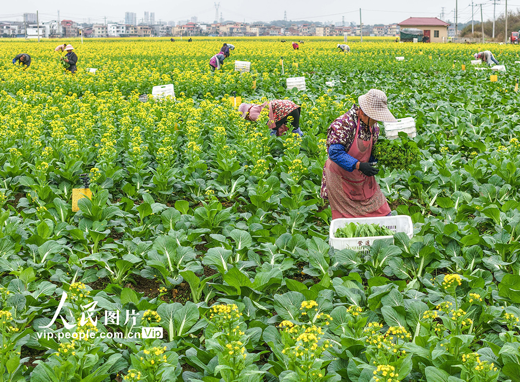 湖南道縣：採收蔬菜【4】