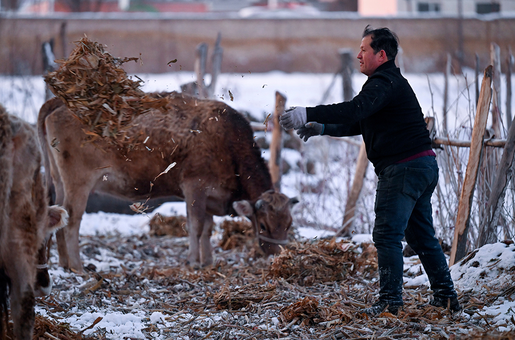 2月9日,在伊犁哈萨克自治州新源县,木沙江·海拉特给牛加草料。新华社记者 王菲 摄