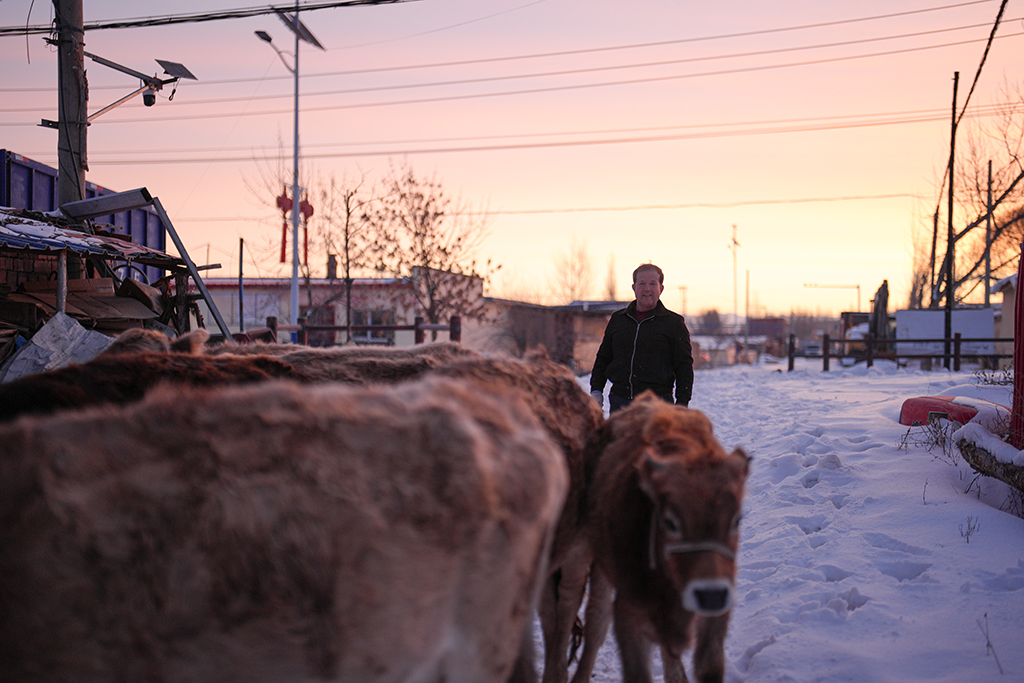 2月9日，在伊犁哈萨克自治州新源县，木沙江·海拉特在放牛。新华社记者 辛悦卫 摄