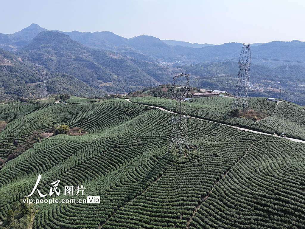 浙江樂清：早春採茶正當時【4】