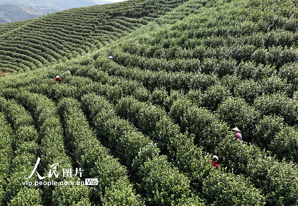 浙江樂清：早春採茶正當時【3】