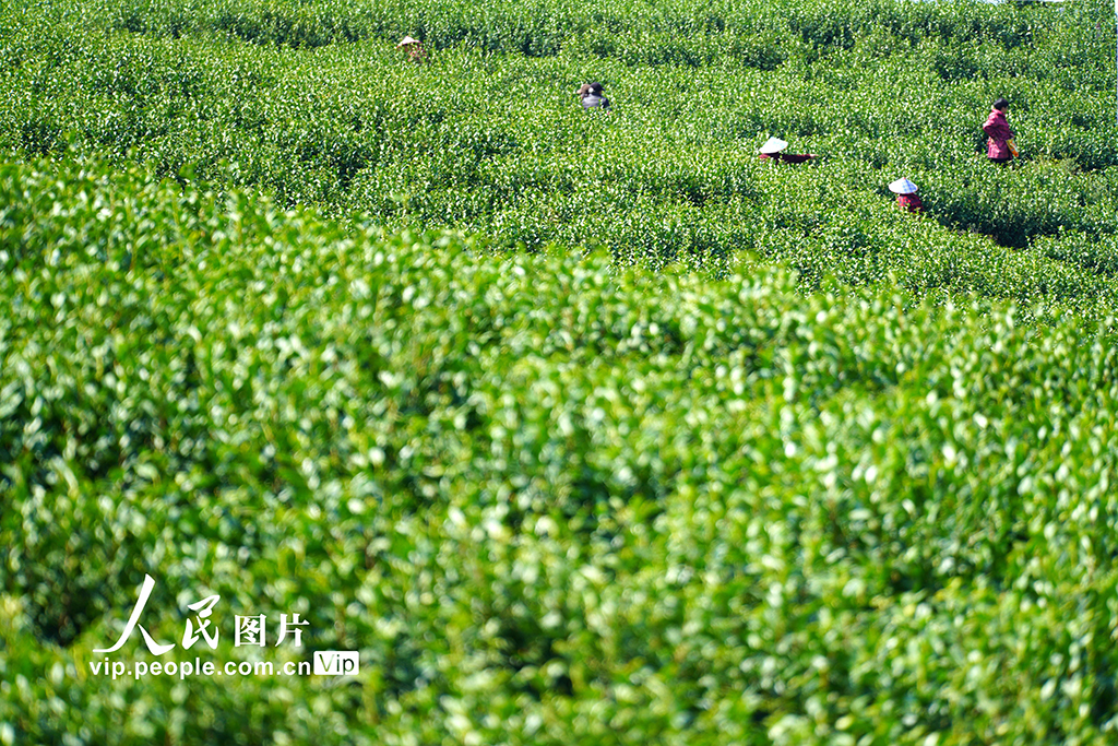 浙江樂清：早春採茶正當時【2】