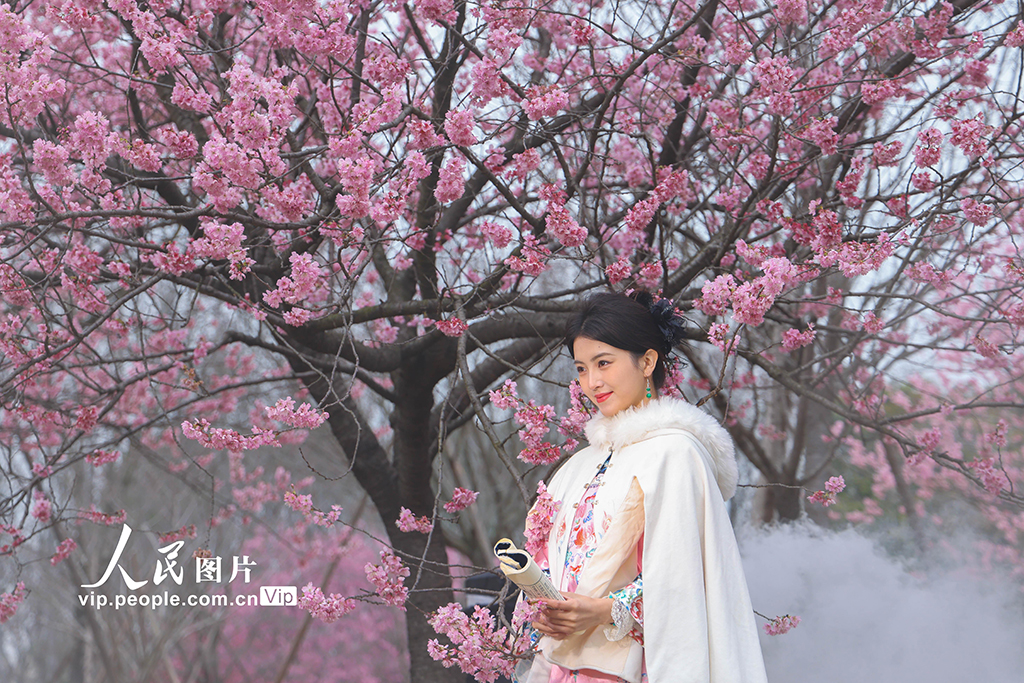 上海：顧村公園早櫻綻放【6】