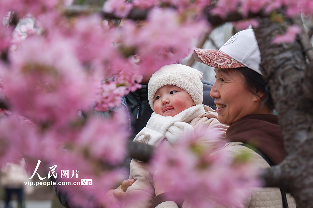 上海：顧村公園早櫻綻放【2】