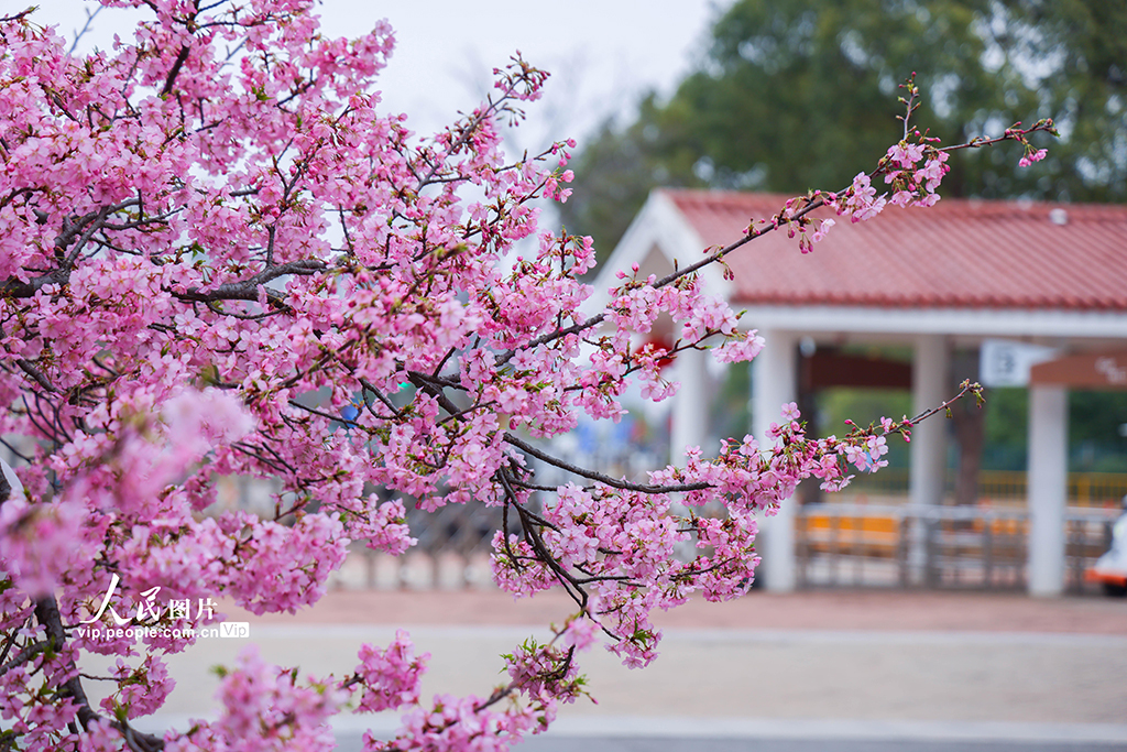 上海：顾村公园早樱绽放【4】