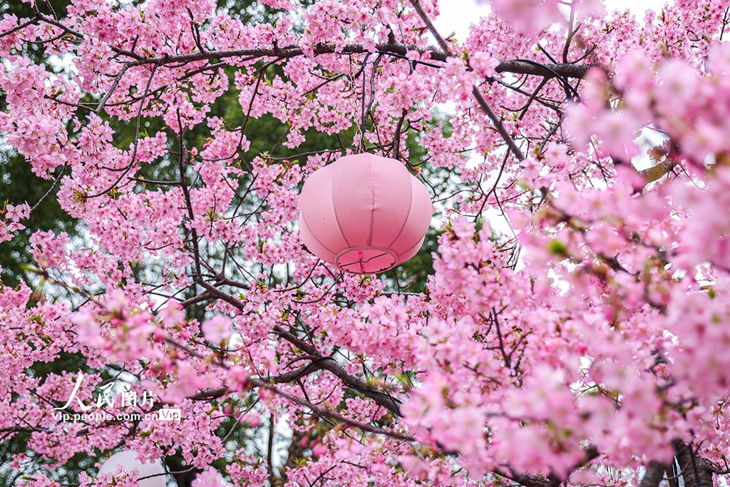 上海：顾村公园早樱绽放【3】