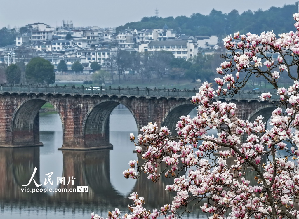 安徽歙縣：新安江畔玉蘭花漸次綻放【2】