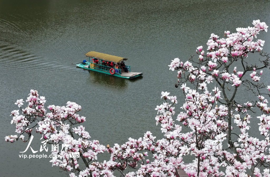 安徽歙縣：新安江畔玉蘭花漸次綻放【3】