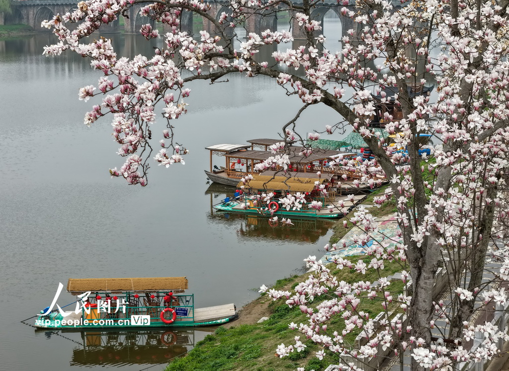 安徽歙縣：新安江畔玉蘭花漸次綻放【4】