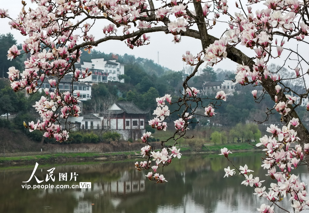 安徽歙縣：新安江畔玉蘭花漸次綻放【5】