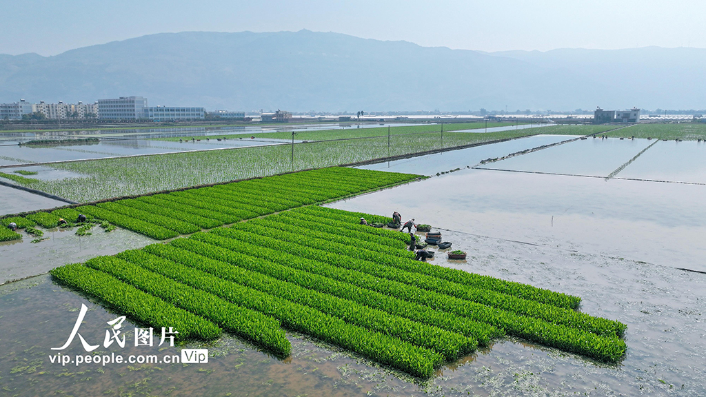 雲南陸良：移栽慈姑【6】