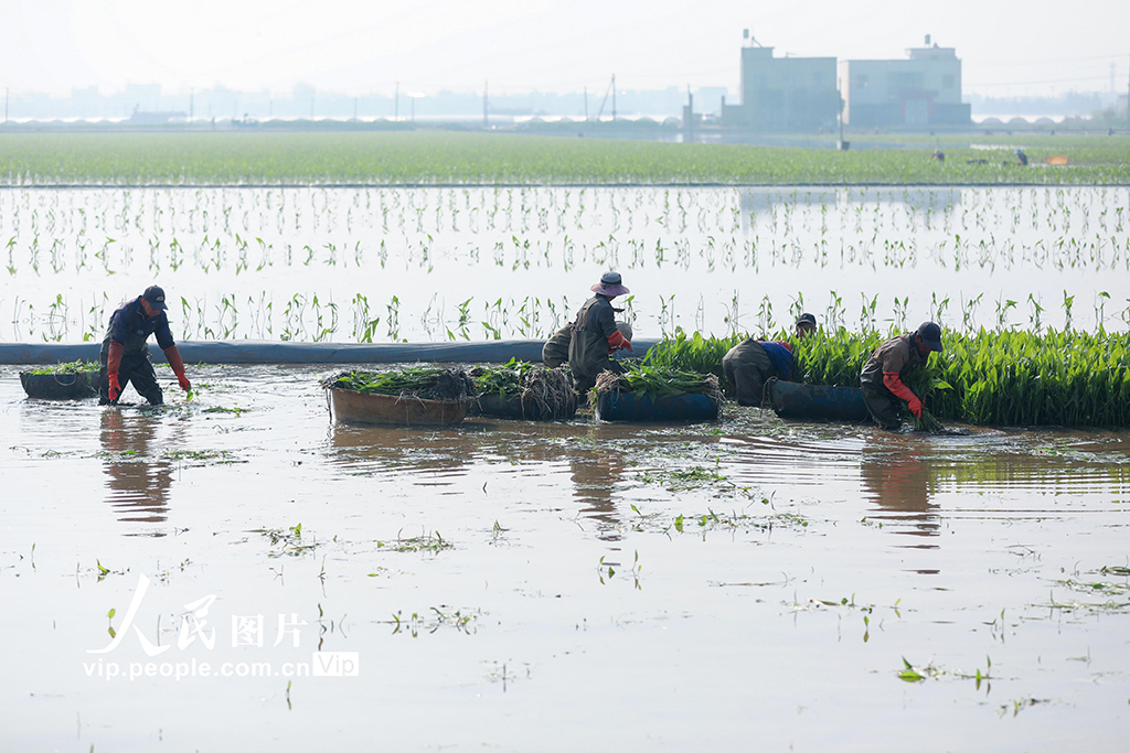 雲南陸良：移栽慈姑【4】