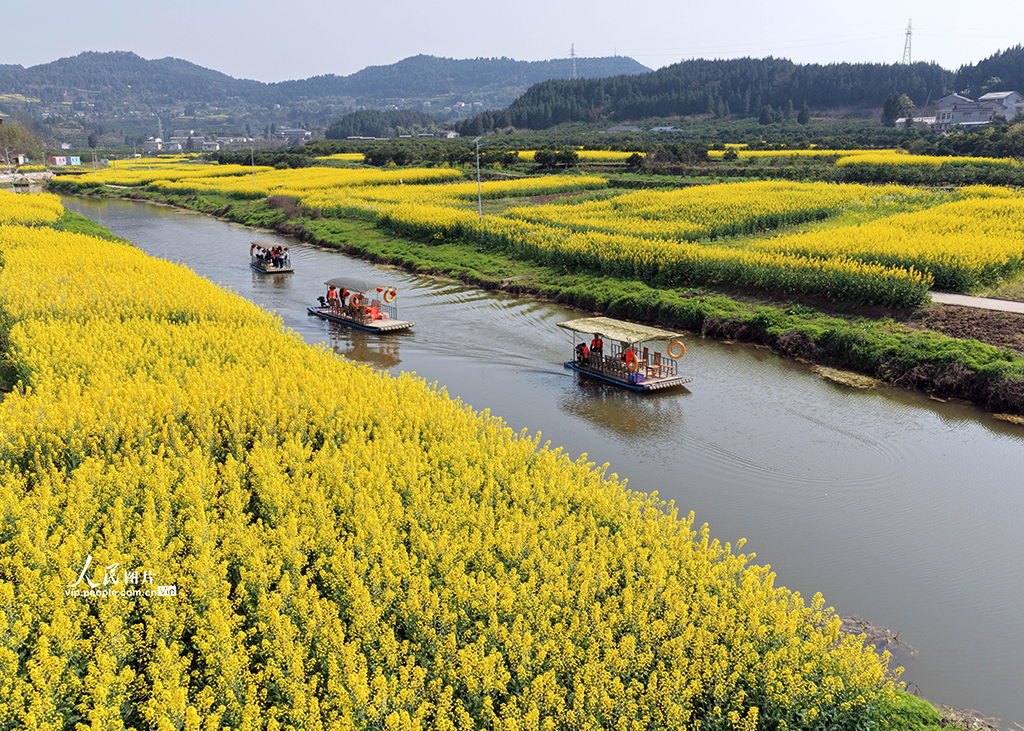 四川蓬安:油菜花開引客來【5】