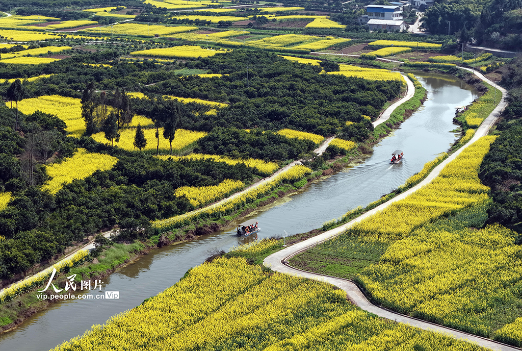 四川蓬安：油菜花開引客來【6】