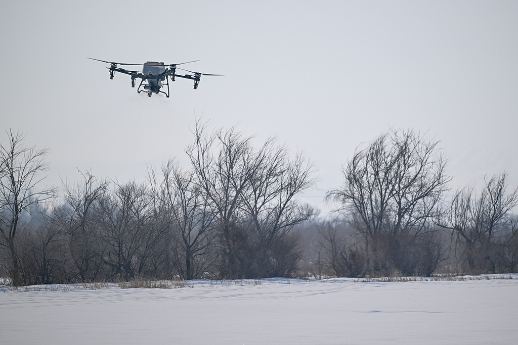 在新疆昌吉回族自治州瑪納斯縣樂土驛鎮，無人機在播撒返青肥料（3月4日攝）。