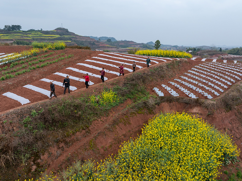 3月6日，在天宮廟村，村民在前往耕作的路上（無人機照片）。
