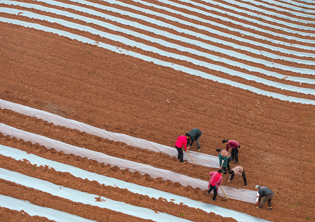 3月6日，村民在天宮廟村覆地膜（無人機照片）。