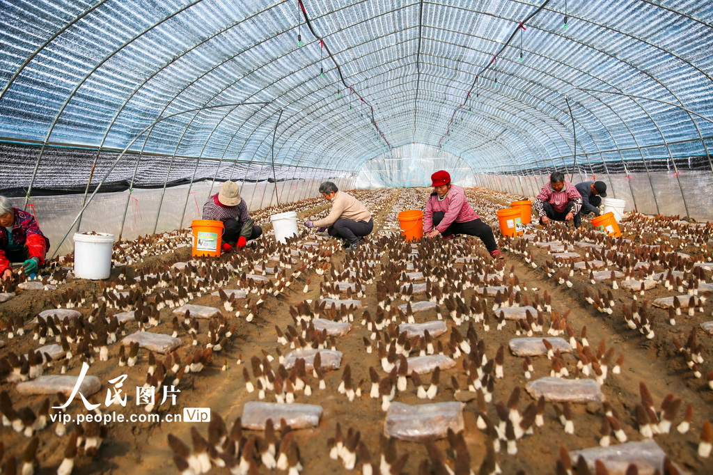 江蘇如皋：採摘羊肚菌【2】