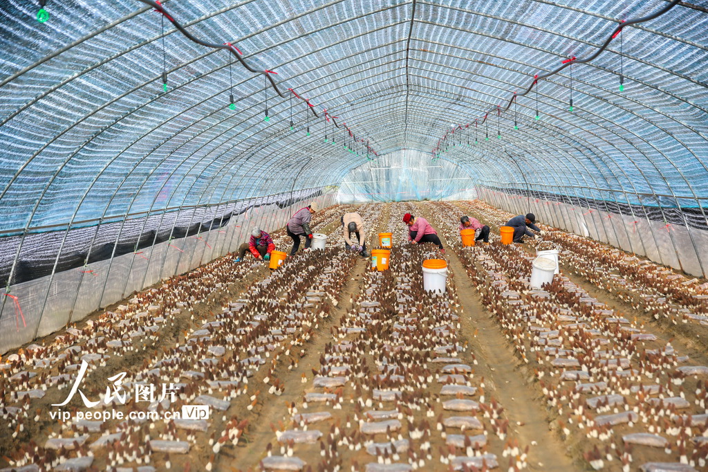 江蘇如皋：採摘羊肚菌【6】