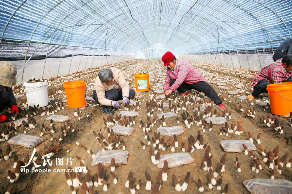 江蘇如皋：採摘羊肚菌【7】