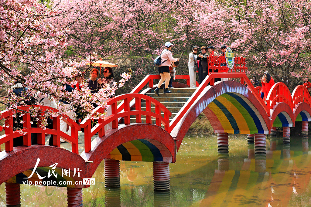 湖南常寧：櫻花盛開引客來【4】