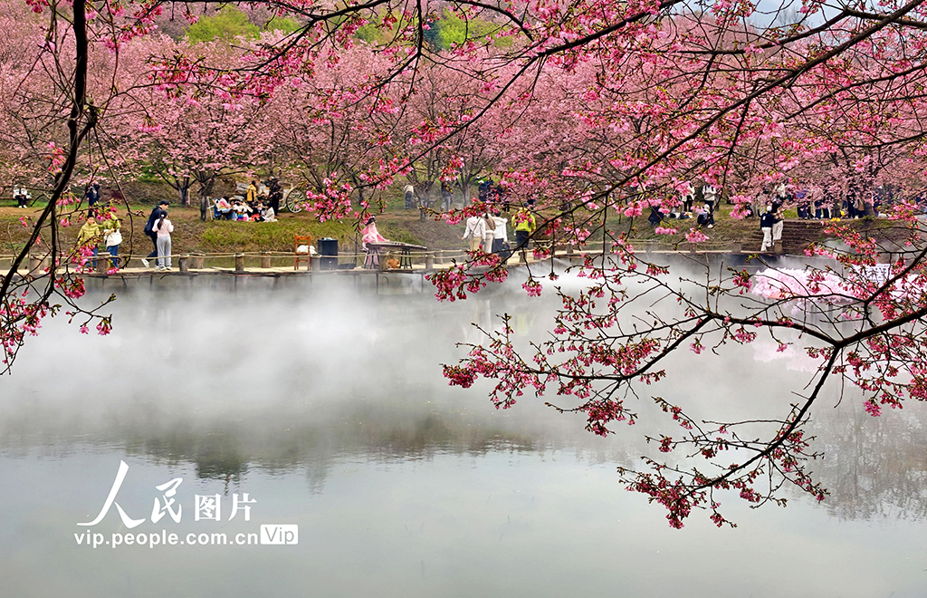 湖南常寧：櫻花盛開引客來【3】