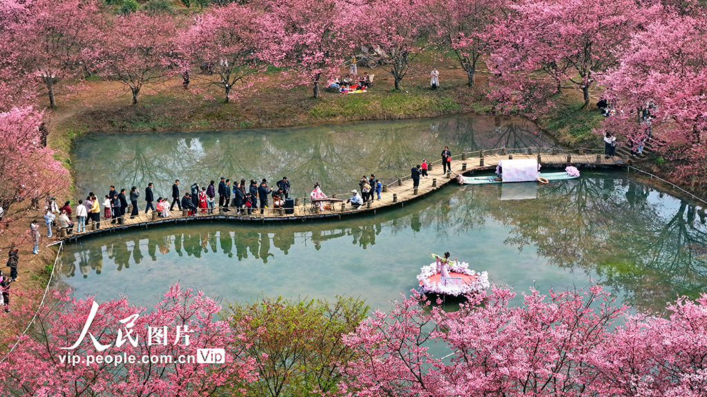 湖南常寧:櫻花盛開引客來【5】