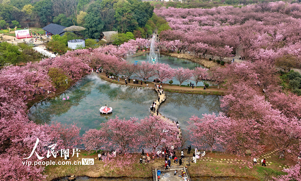 湖南常寧：櫻花盛開引客來【6】