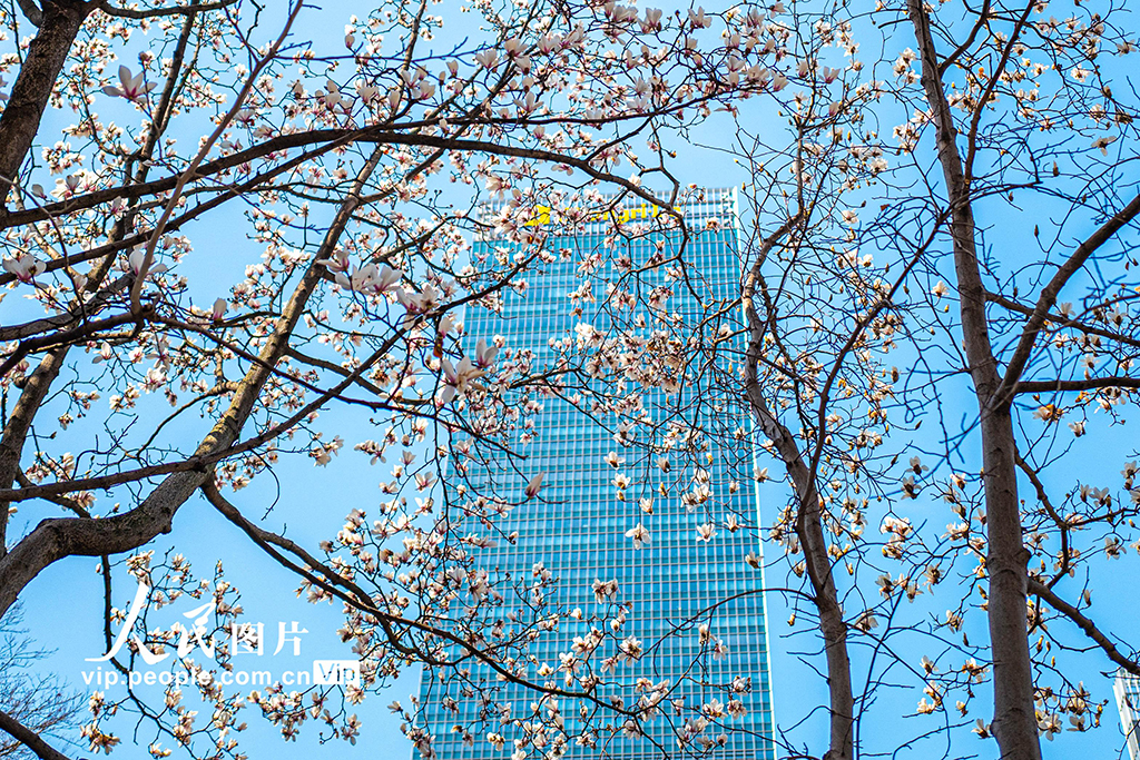 上海：白玉蘭迎春綻放【2】