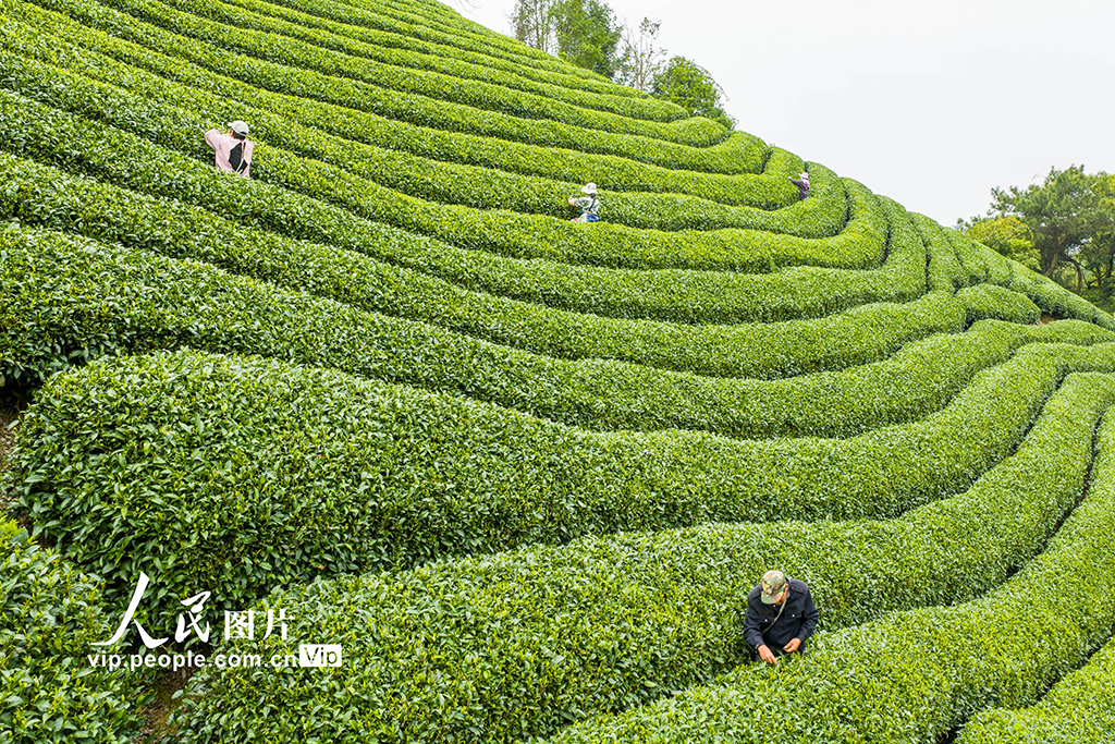 廣西昭平:採摘春茶【3】
