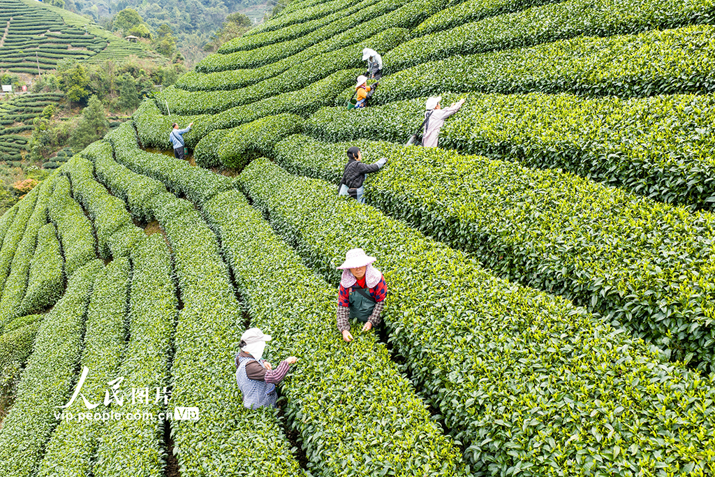 廣西昭平:採摘春茶【2】