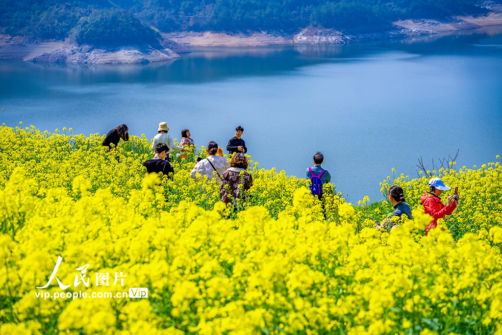 浙江新昌：油菜花开 春意浓【2】